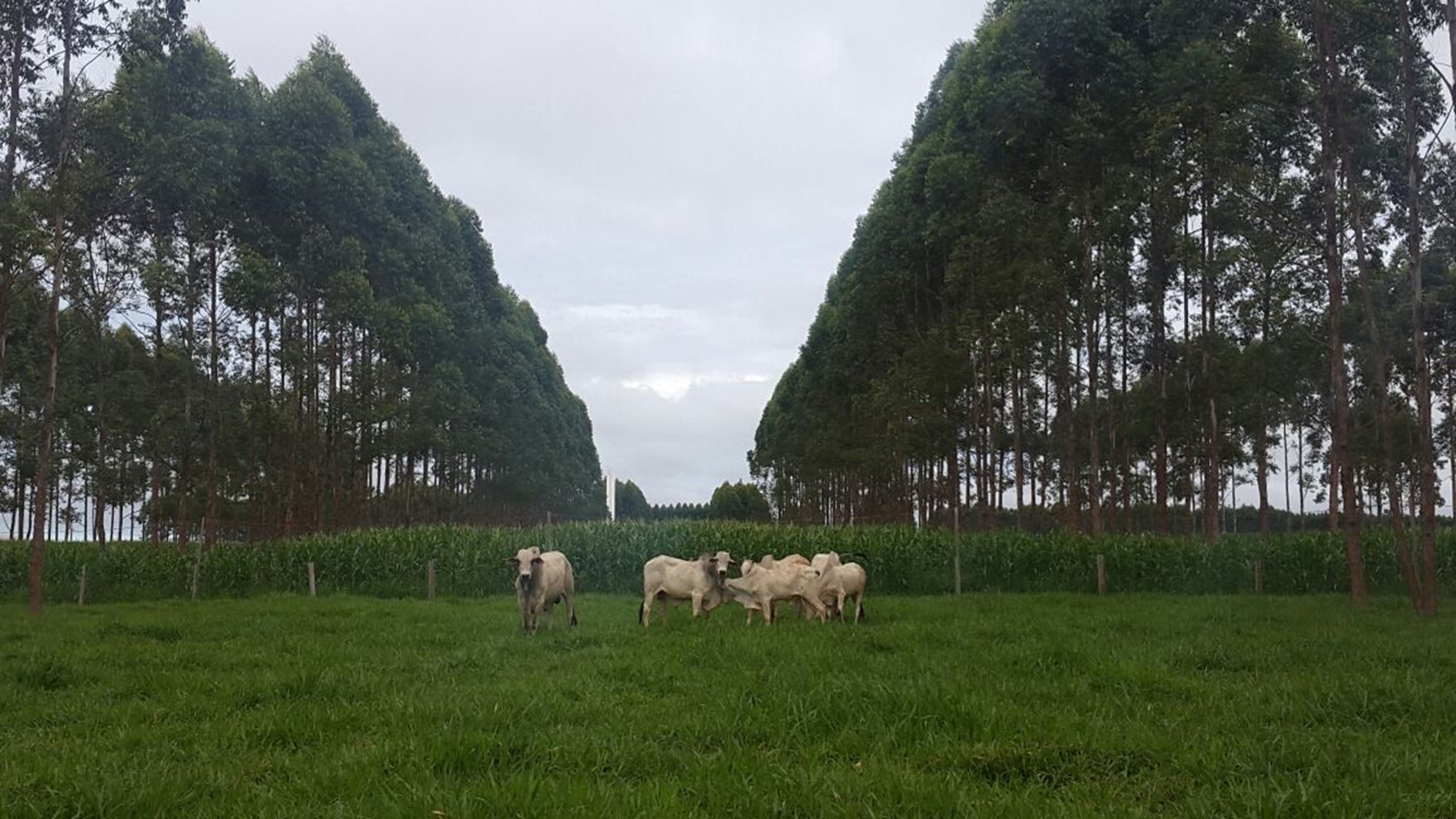 opti-herd