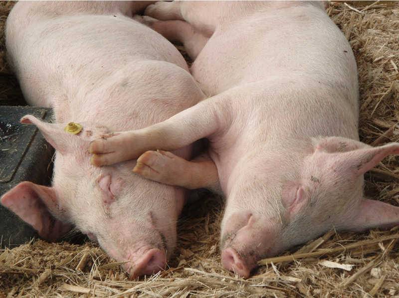 L’adaptation des animaux à une évolution du climat sera variée. L’élevage de précision permettra de gérer individuellement les besoins de chaque porc.