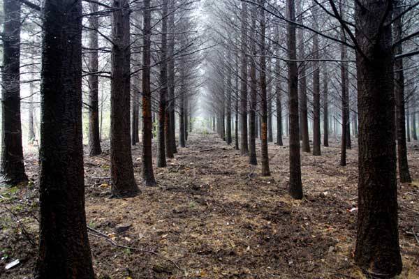 Anticiper-les-effets-du-changement-climatique-pour-adapter-les-forets