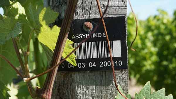 De la vigne au verre de vin aider chaque acteur a s'adapter aux effets du changement climatique